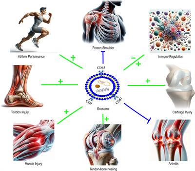 Translational studies of exosomes in sports medicine – a mini-review
